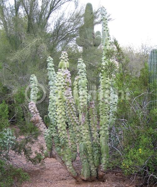 North American Native