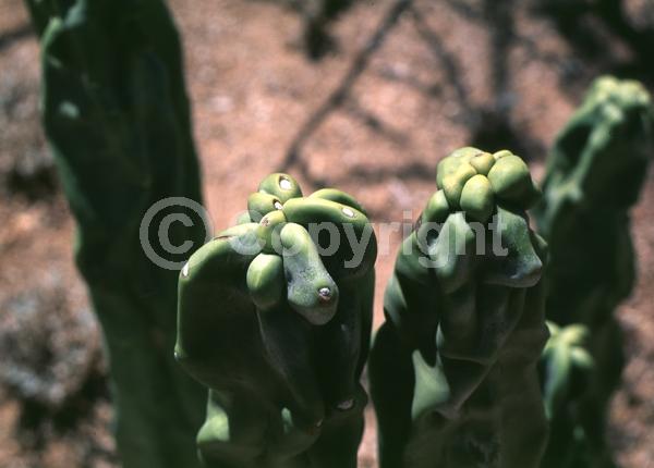 North American Native