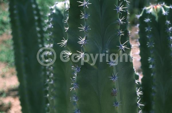 Pink blooms; North American Native