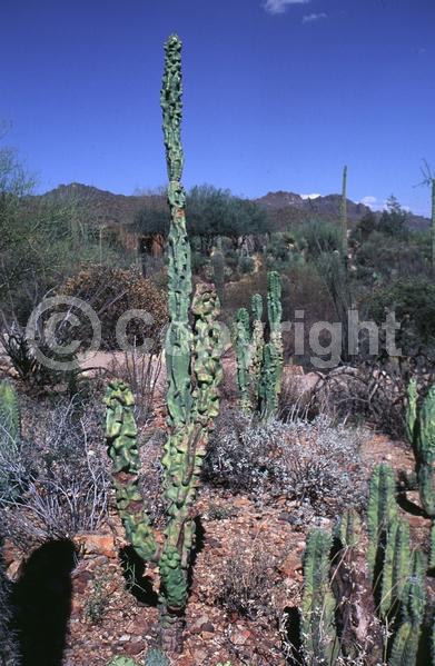 North American Native