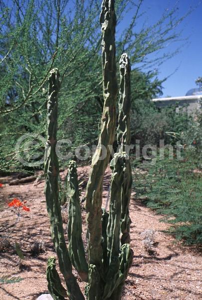 North American Native