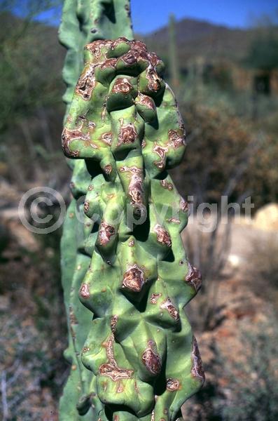 North American Native