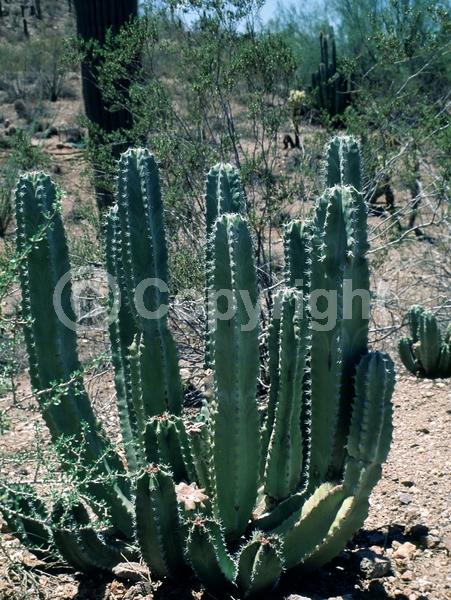 Pink blooms; North American Native