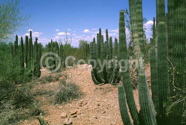 Pink blooms; North American Native
