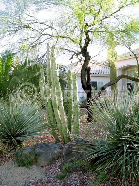 North American Native