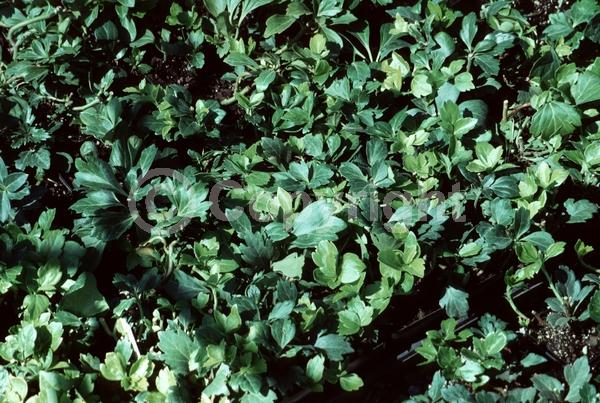 White blooms; Evergreen