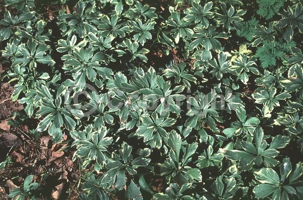 White blooms; Evergreen