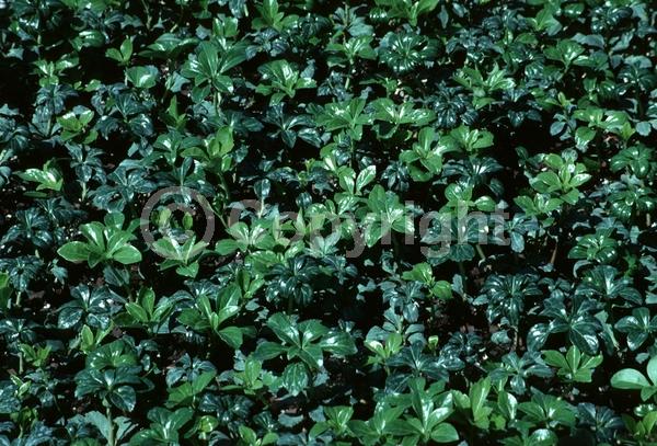 White blooms; Evergreen