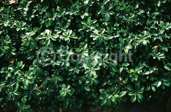 White blooms; Evergreen