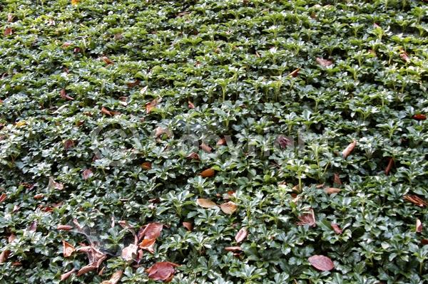 White blooms; Evergreen