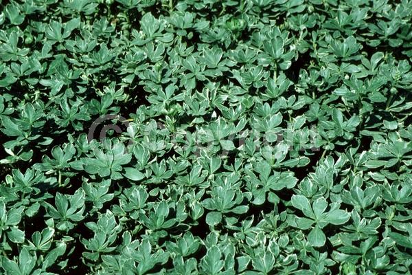 White blooms; Evergreen