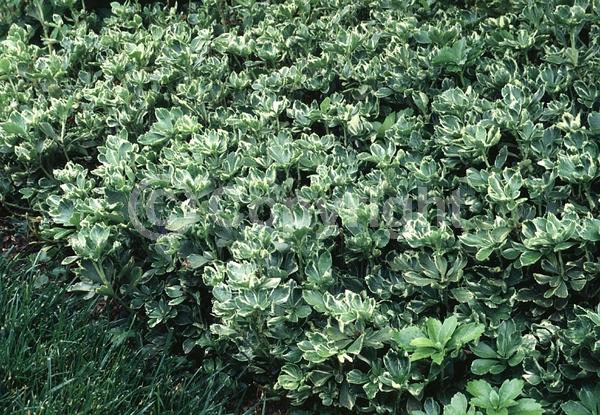 White blooms; Evergreen