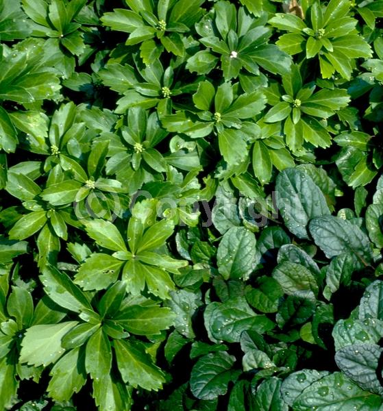 White blooms; Evergreen; Broadleaf