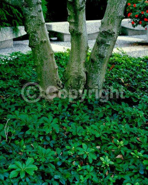 White blooms; Evergreen; Broadleaf