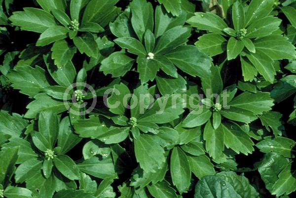 White blooms; Evergreen; Broadleaf