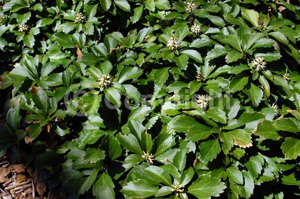 White blooms; Evergreen; Broadleaf