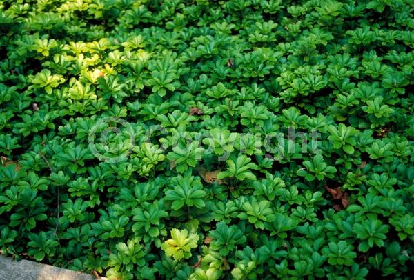 White blooms; Evergreen; Broadleaf