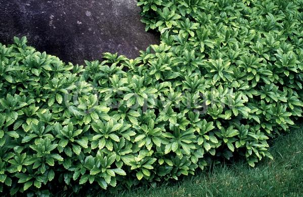 White blooms; Evergreen; Broadleaf