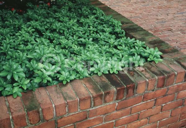 White blooms; Evergreen; Broadleaf