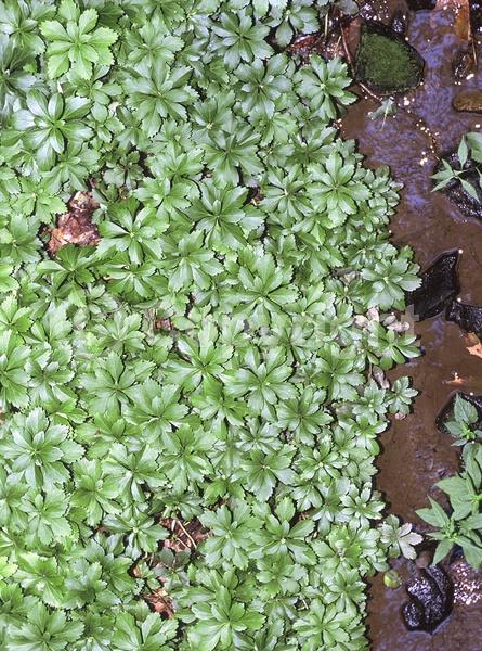 White blooms; Evergreen; Broadleaf