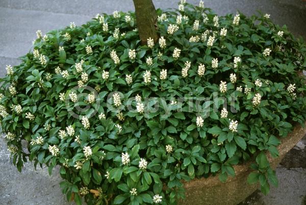 White blooms; Evergreen; Broadleaf