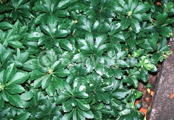 White blooms; Evergreen; Broadleaf