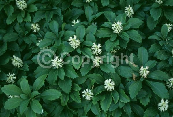White blooms; Evergreen; Broadleaf