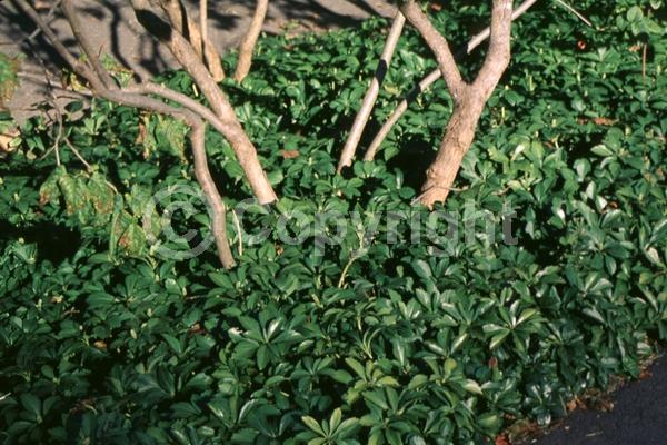 White blooms; Evergreen; Broadleaf