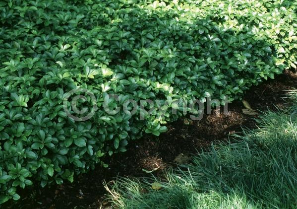 White blooms; Evergreen; Broadleaf