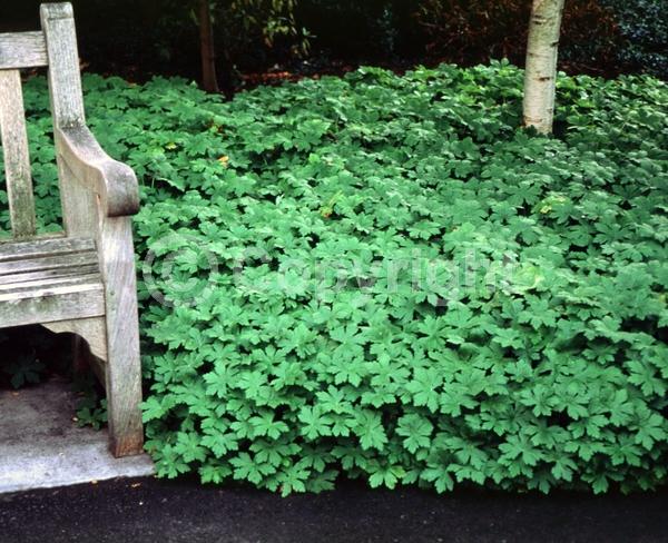White blooms; Evergreen; Broadleaf