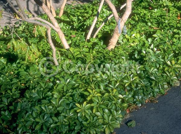 White blooms; Evergreen; Broadleaf
