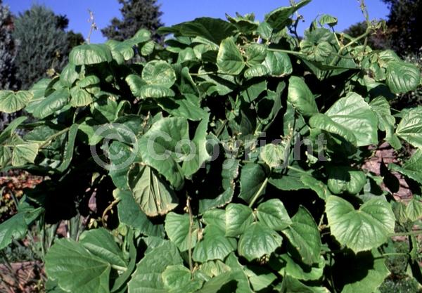 White blooms; Lavender blooms