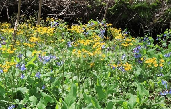Yellow blooms; North American Native