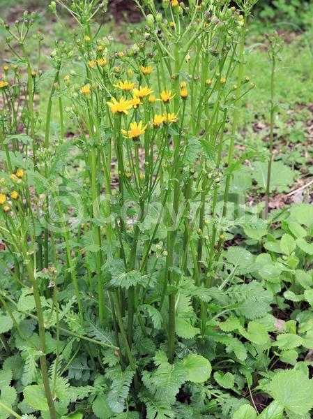 Yellow blooms; North American Native