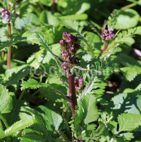 Yellow blooms; North American Native