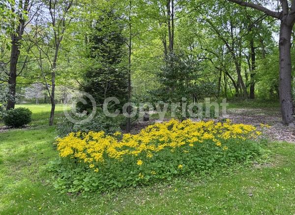 Yellow blooms; North American Native