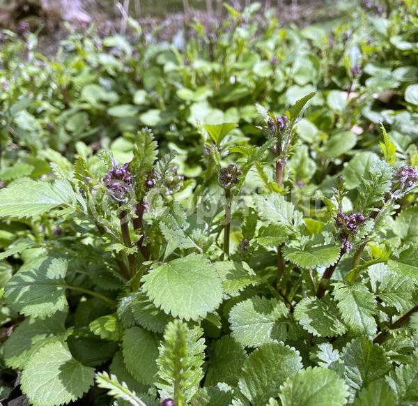 Yellow blooms; North American Native
