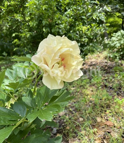 Yellow blooms; Pink blooms; Deciduous