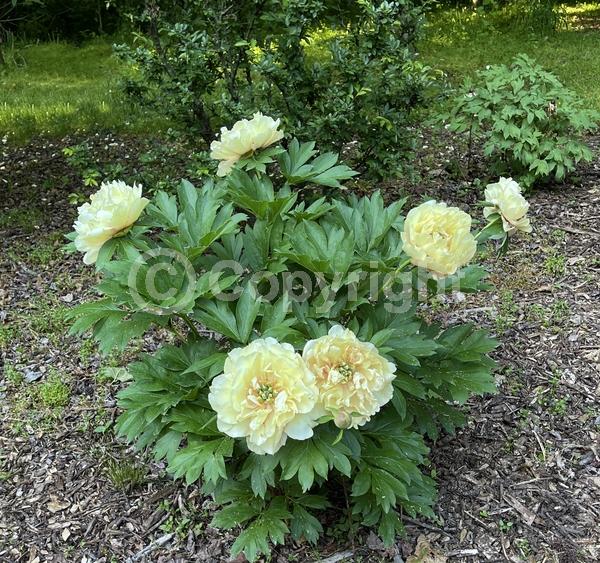 Yellow blooms; Pink blooms; Deciduous