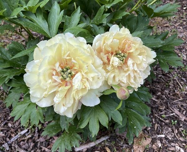 Yellow blooms; Pink blooms; Deciduous