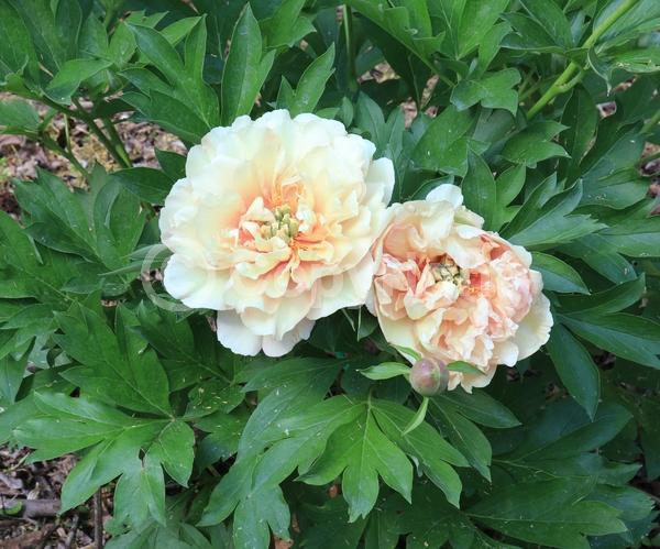 Yellow blooms; Pink blooms; Deciduous