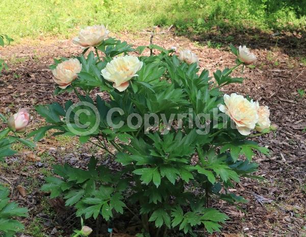 Yellow blooms; Pink blooms; Deciduous