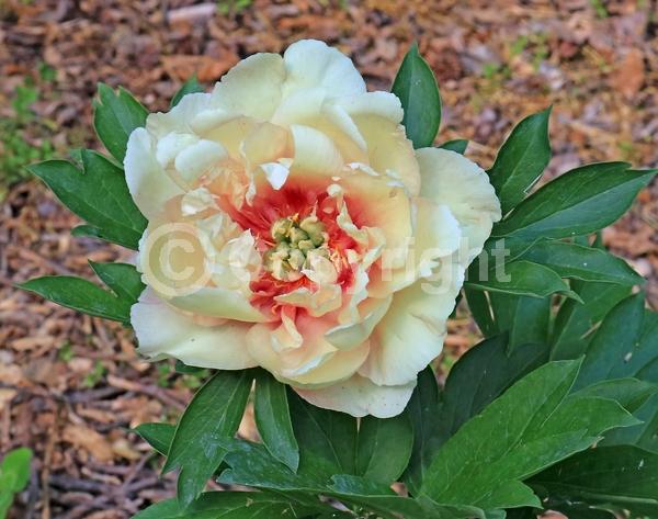 Yellow blooms; Pink blooms; Deciduous