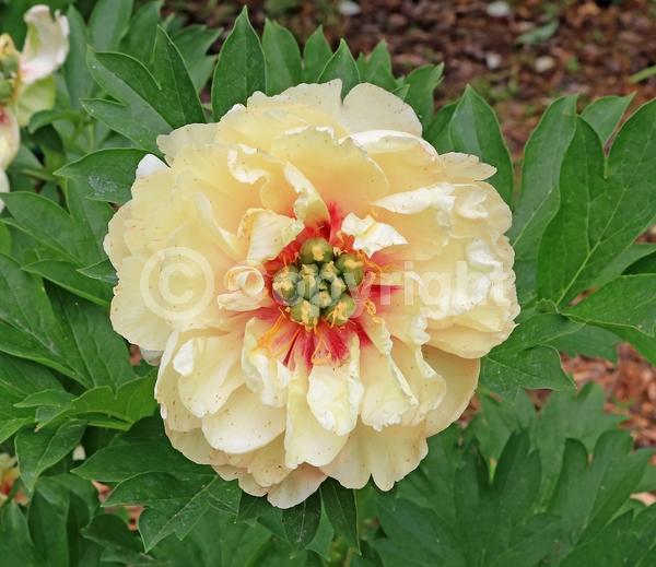 Yellow blooms; Pink blooms; Deciduous