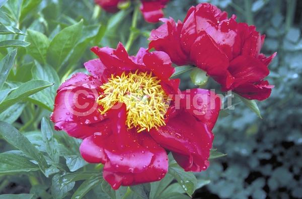 Red blooms; Deciduous; Broadleaf