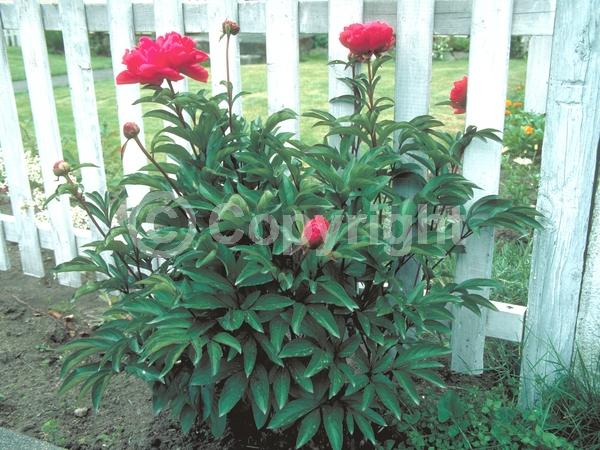 Red blooms; Yellow blooms; White blooms; Pink blooms