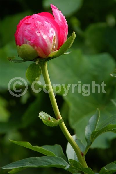 Red blooms; Yellow blooms; White blooms; Pink blooms