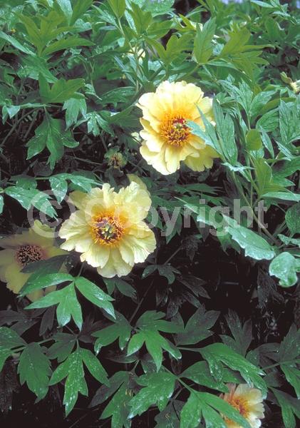 Yellow blooms; Deciduous; Broadleaf