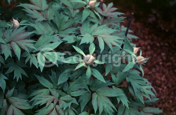 Pink blooms; Deciduous; Broadleaf