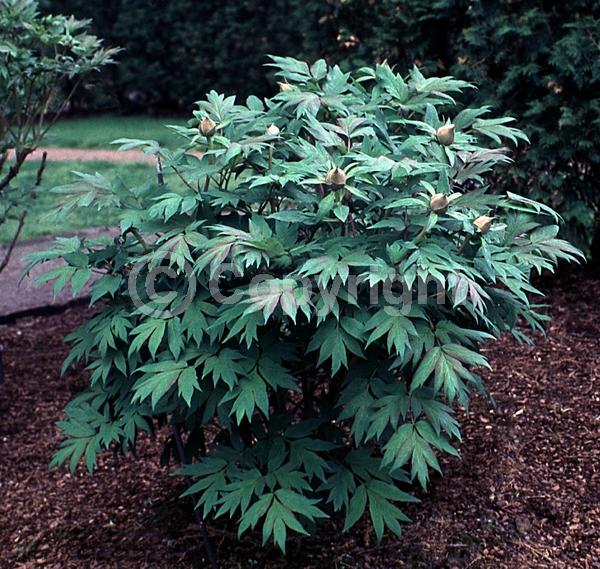 Pink blooms; Deciduous; Broadleaf